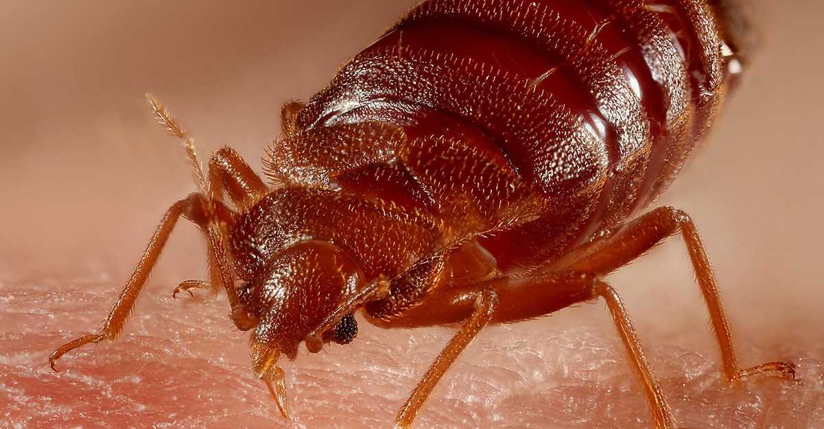 Bed bug biting human skin Bed bug biting human skin